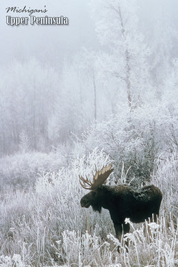 Post Card - UP Winter Moose Vertical - 25 Pack